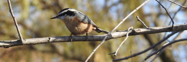 cathyacrowe Profile Banner