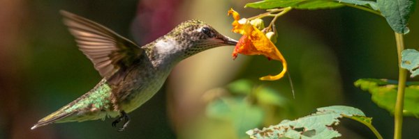 Pollinators Profile Banner