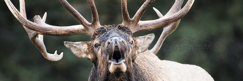 NickTrehearne's profile banner image