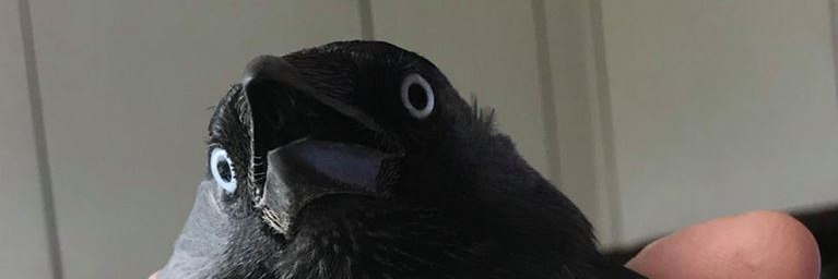 Sazonir's profile banner image