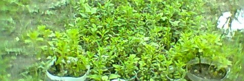 Francisco Vázquez, Dr. Stevia. banner