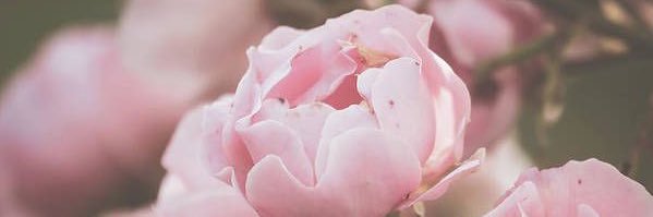 itsaldie's profile banner image