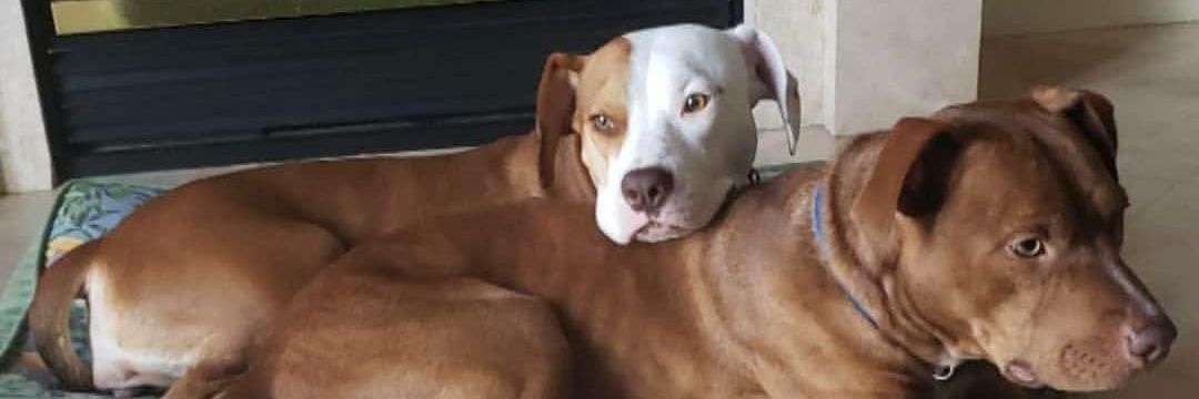 🇻🇮Nato Jacobs🇬🇩 banner