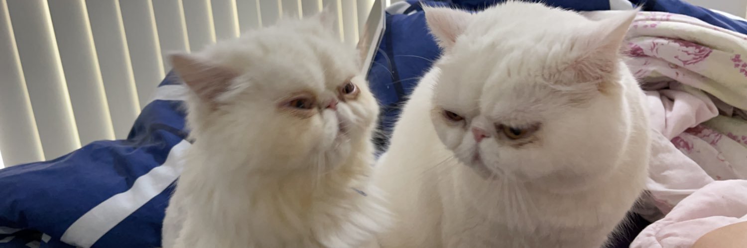 catlady520's profile banner image