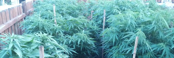 Cannanomics Profile Banner