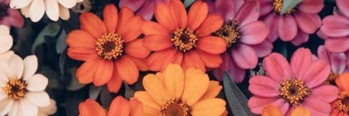 agoseg's profile banner image