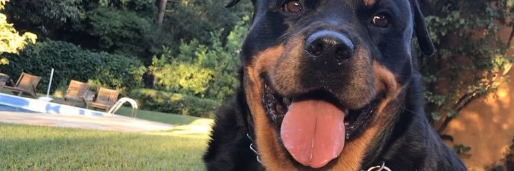 toldi_de's profile banner image