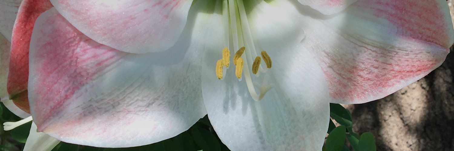 memeport's profile banner image