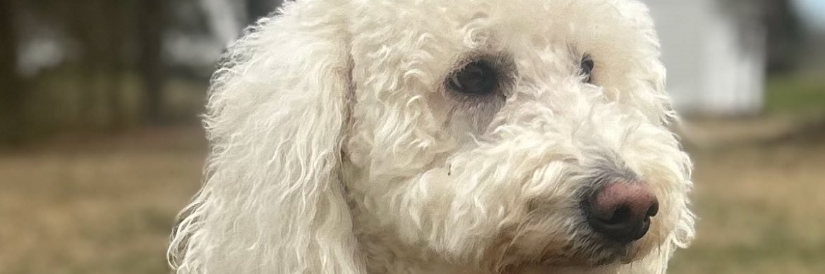 Brandon Cissom banner