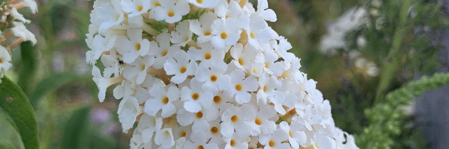madievans99's profile banner image