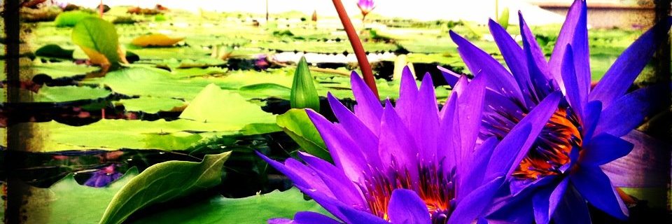 龍之丞 banner