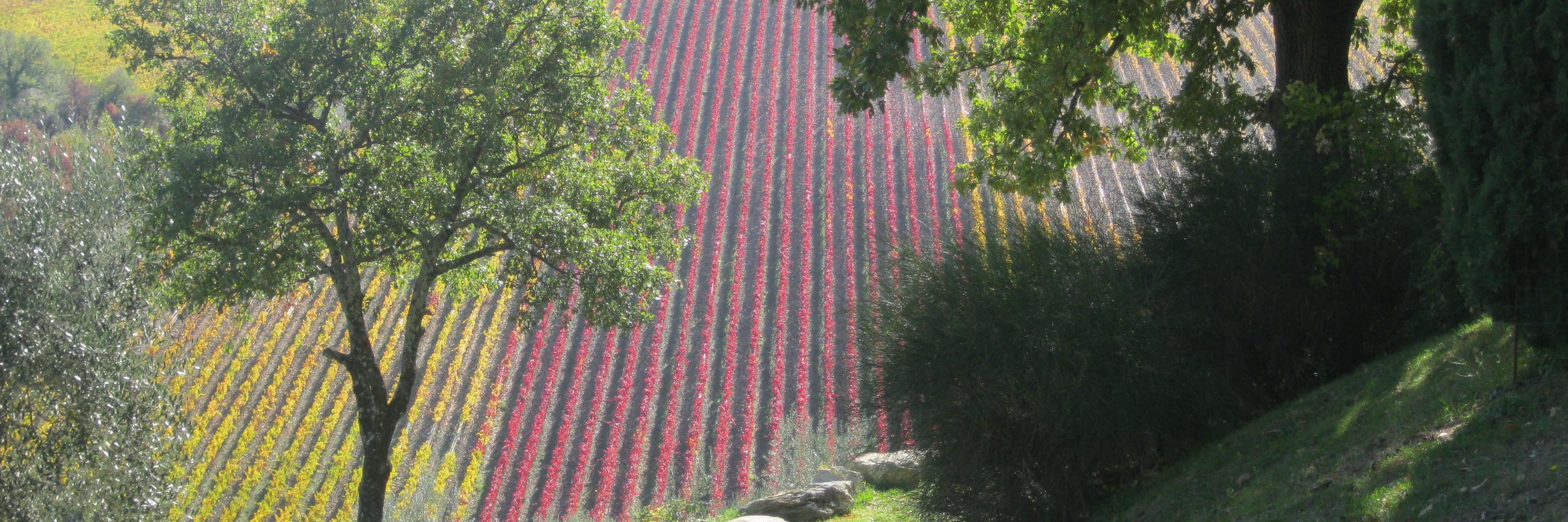 Steven M. Finn banner