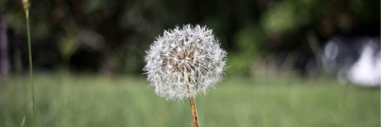 dalherring's profile banner image