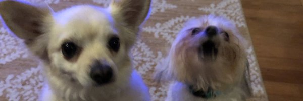 Temple91 Profile Banner