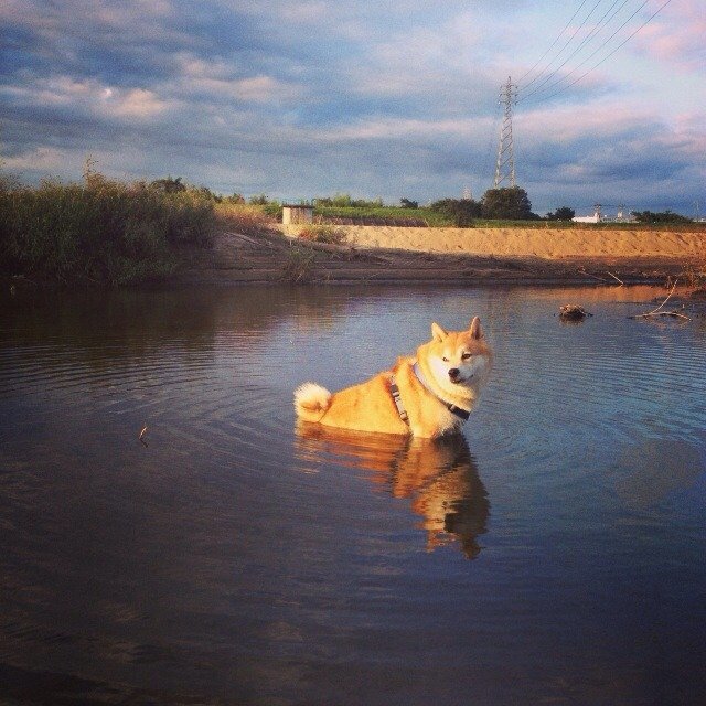 ボッサ菩薩（犬） banner
