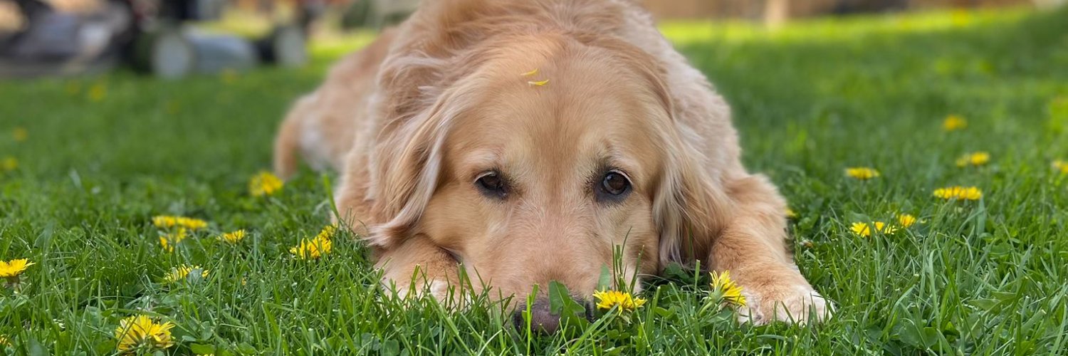 Ciber Salmon סלמון 🇨🇦🇺🇸🇮🇱🇨🇺 banner