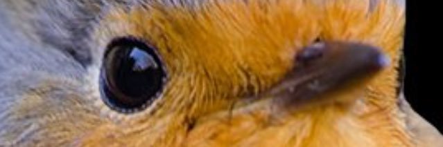 Travis Millard banner