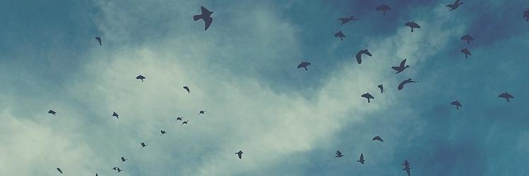NevalAy's profile banner image