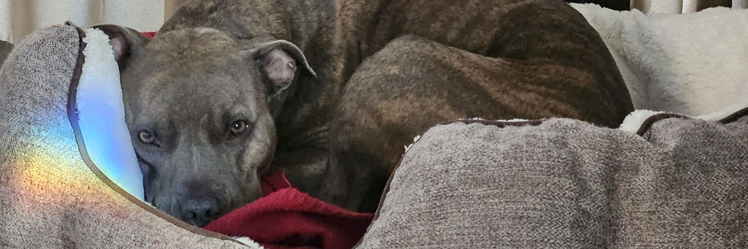 1nceinalifetime🌸 banner