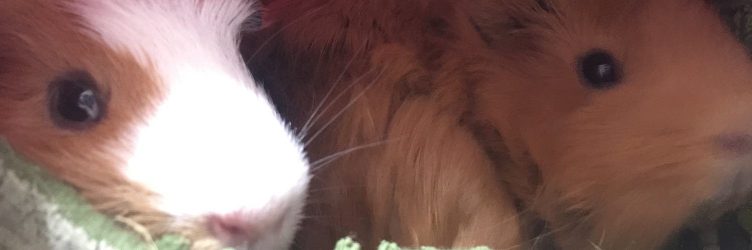 sandyking97's profile banner image