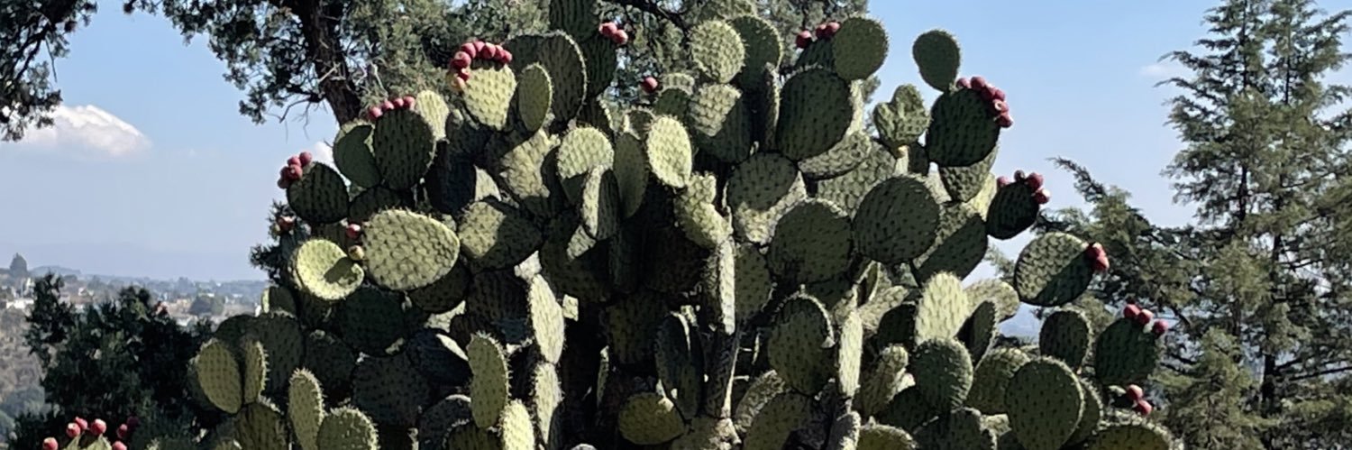 TeodardoMT's profile banner image