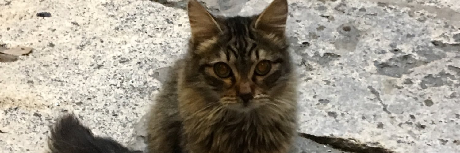 sinanserkan's profile banner image