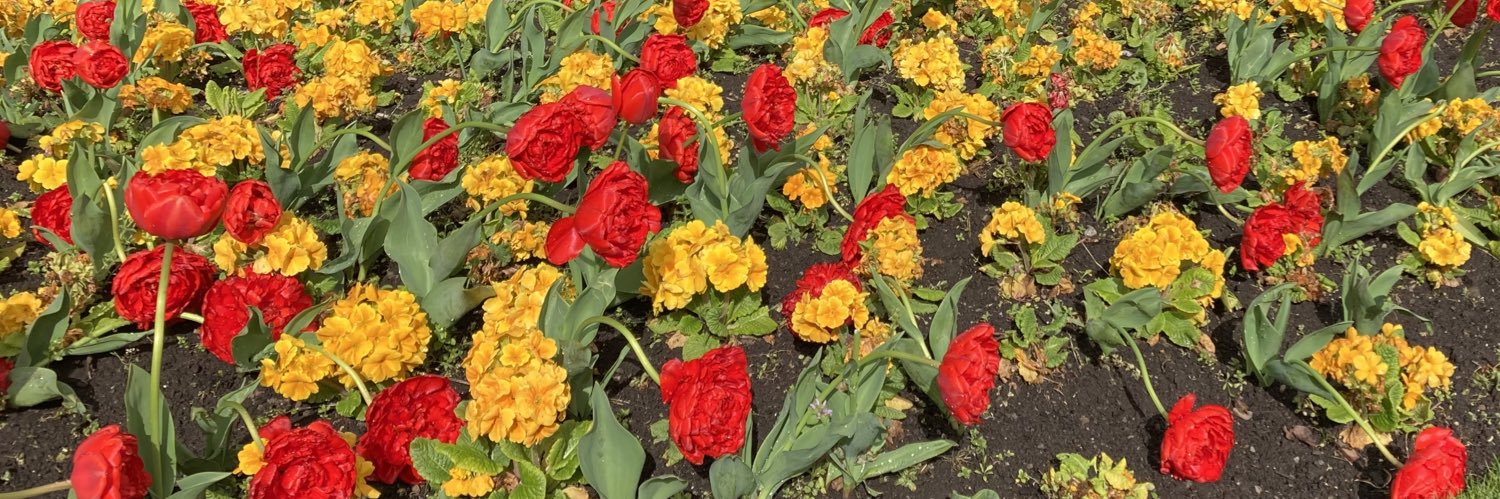 Dr Maureen Flynn banner