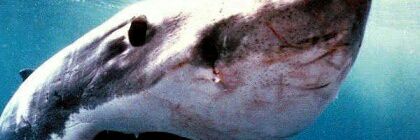 DeepSeaShark98's profile banner image