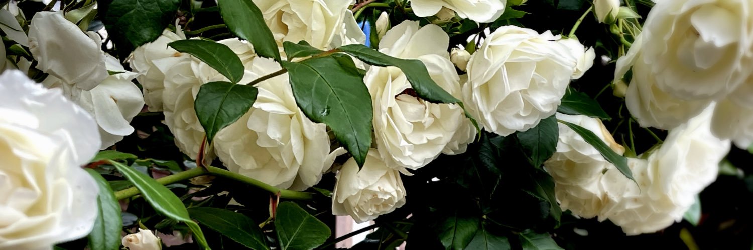 こゆき(小雪) banner