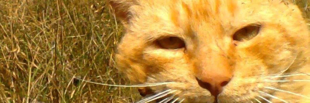 goodjobKitty's profile banner image