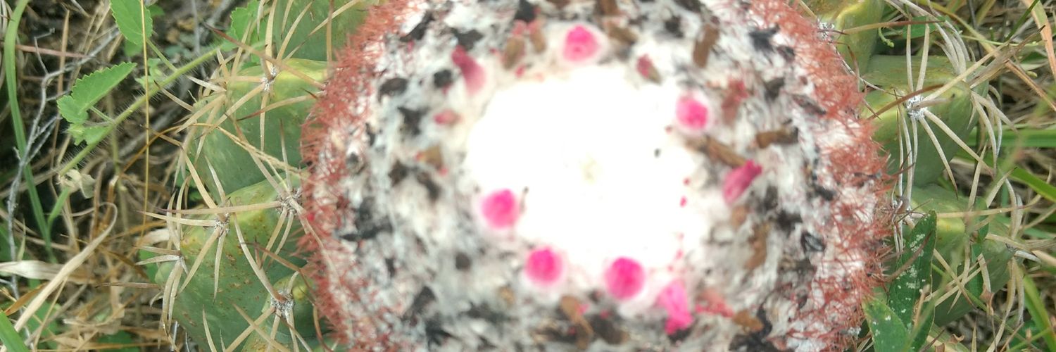 PACHOCOLOM's profile banner image