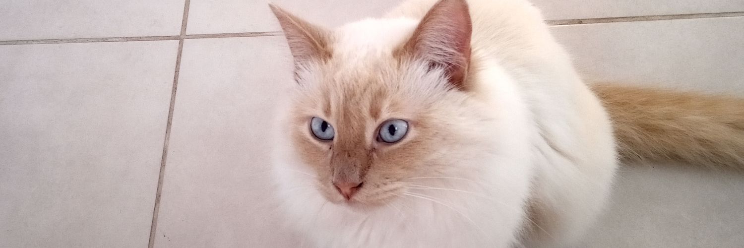 mayrrit's profile banner image