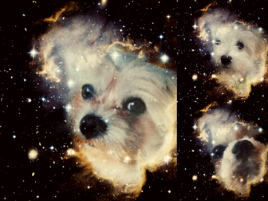 My_Malteses's profile banner image