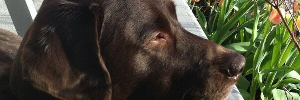 JessicaLangan Profile Banner