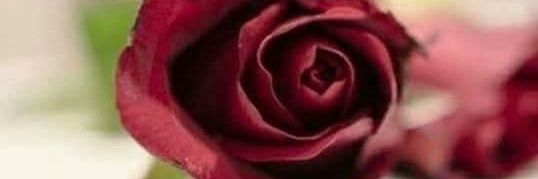 sonny_alexa's profile banner image