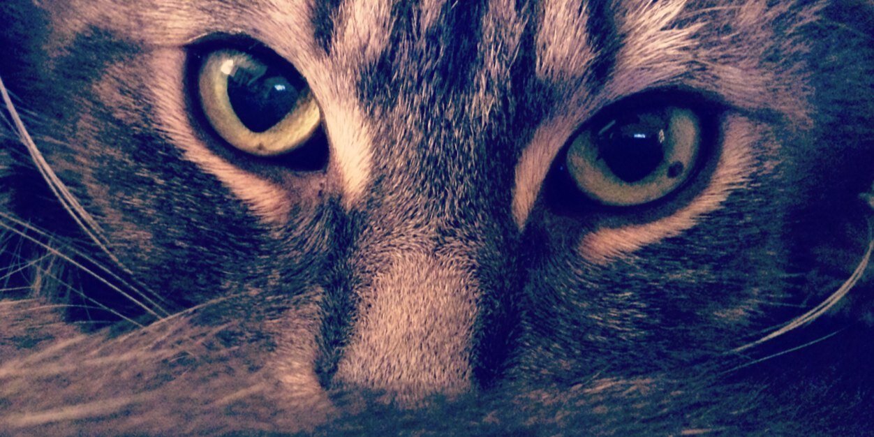 OfficialMichele's profile banner image
