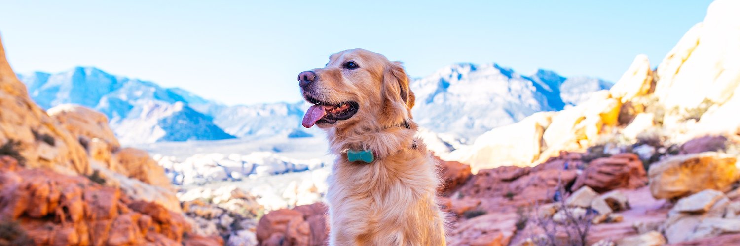 WonderWoof's profile banner image