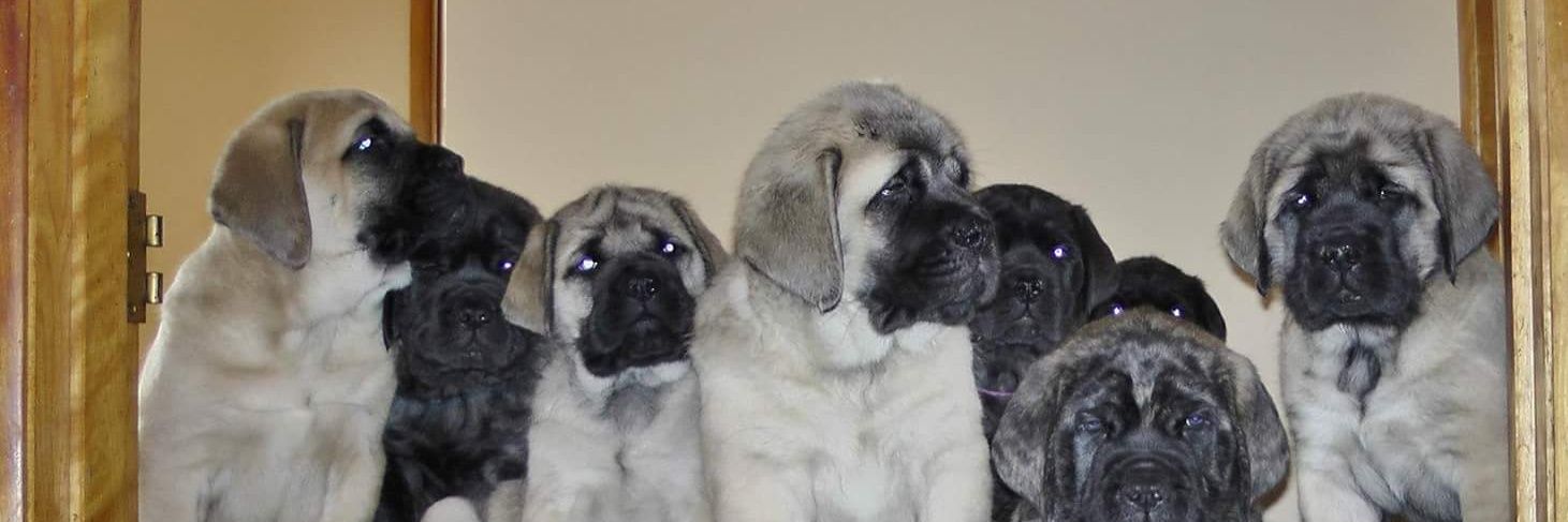 RomptimusPrime's profile banner image