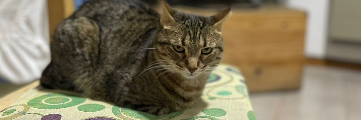 mer85915549's profile banner image