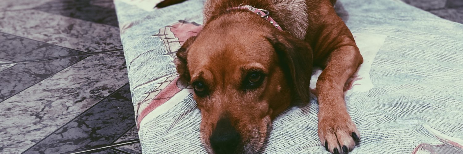paulaa_vas's profile banner image