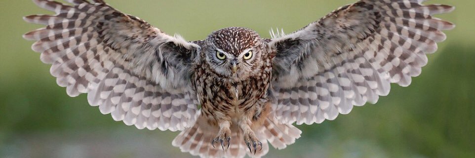 Owl_Queen23's profile banner image