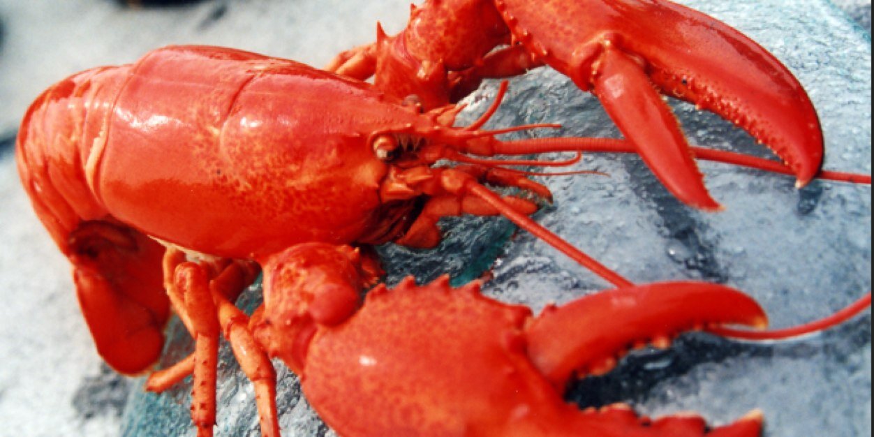 longshotlobsta's profile banner image