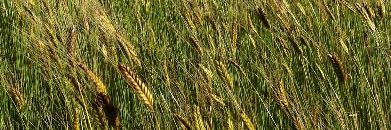 Gold Forest Grains banner