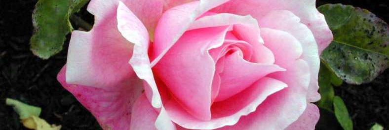 Nancy Amoretti banner