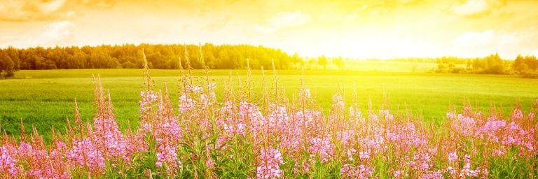 Esme Bravo 💫🦋 banner
