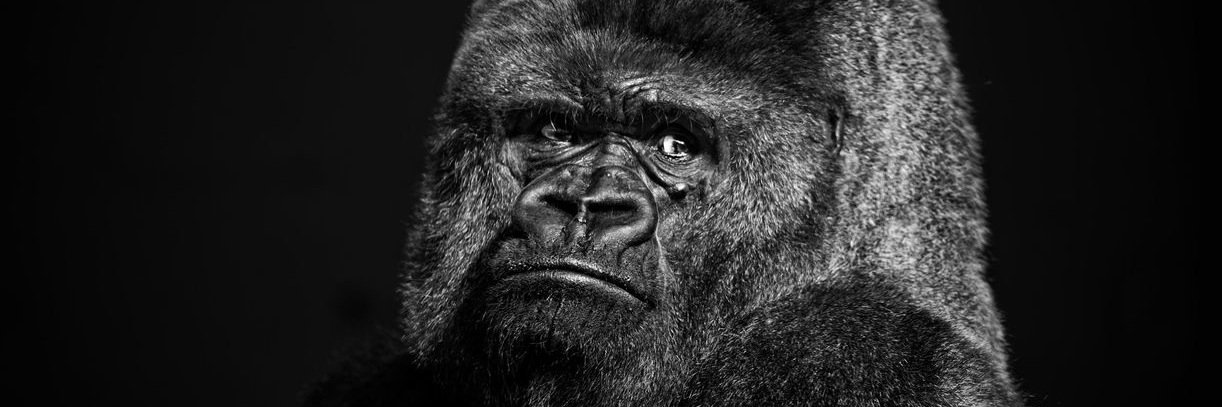 SamJBesser's profile banner image