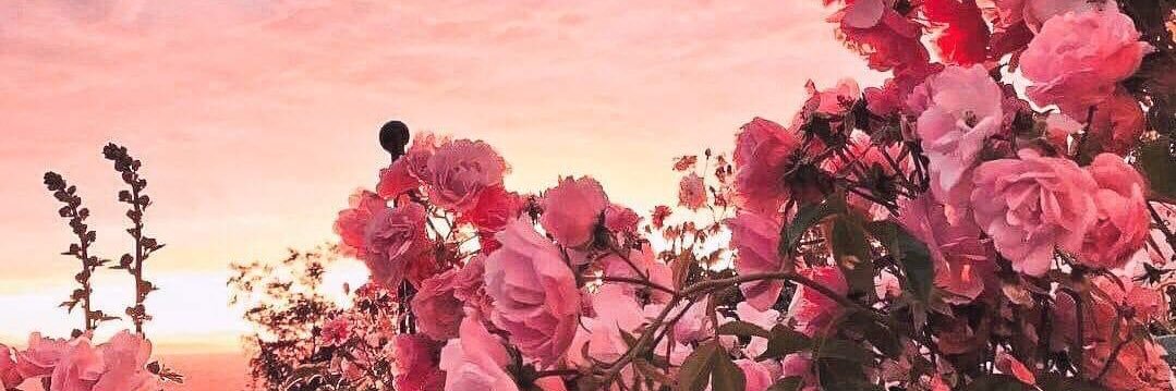 reharhea's profile banner image