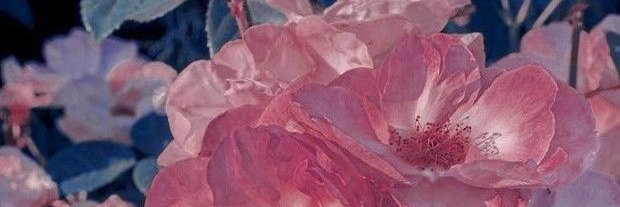 abicolombo's profile banner image