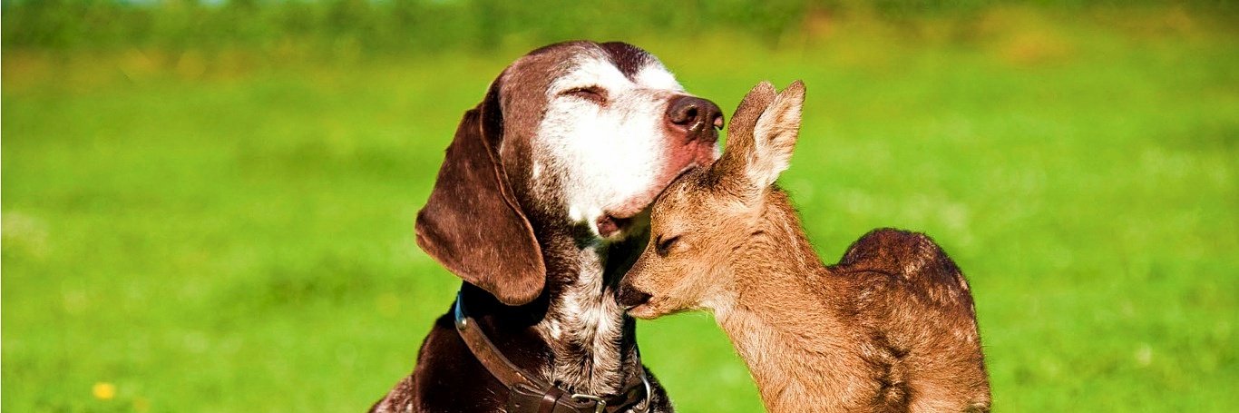 APAnimalRights's profile banner image