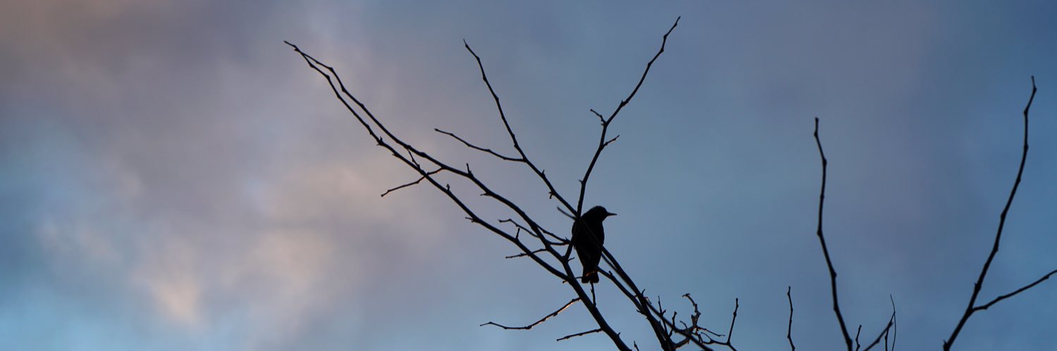LeadNvrFollow's profile banner image